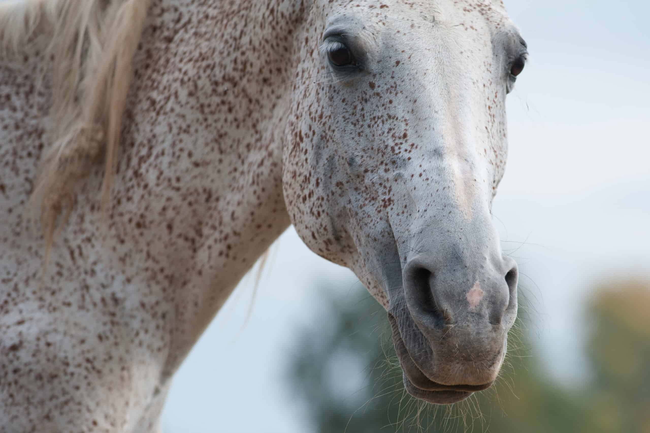 rare horse coat