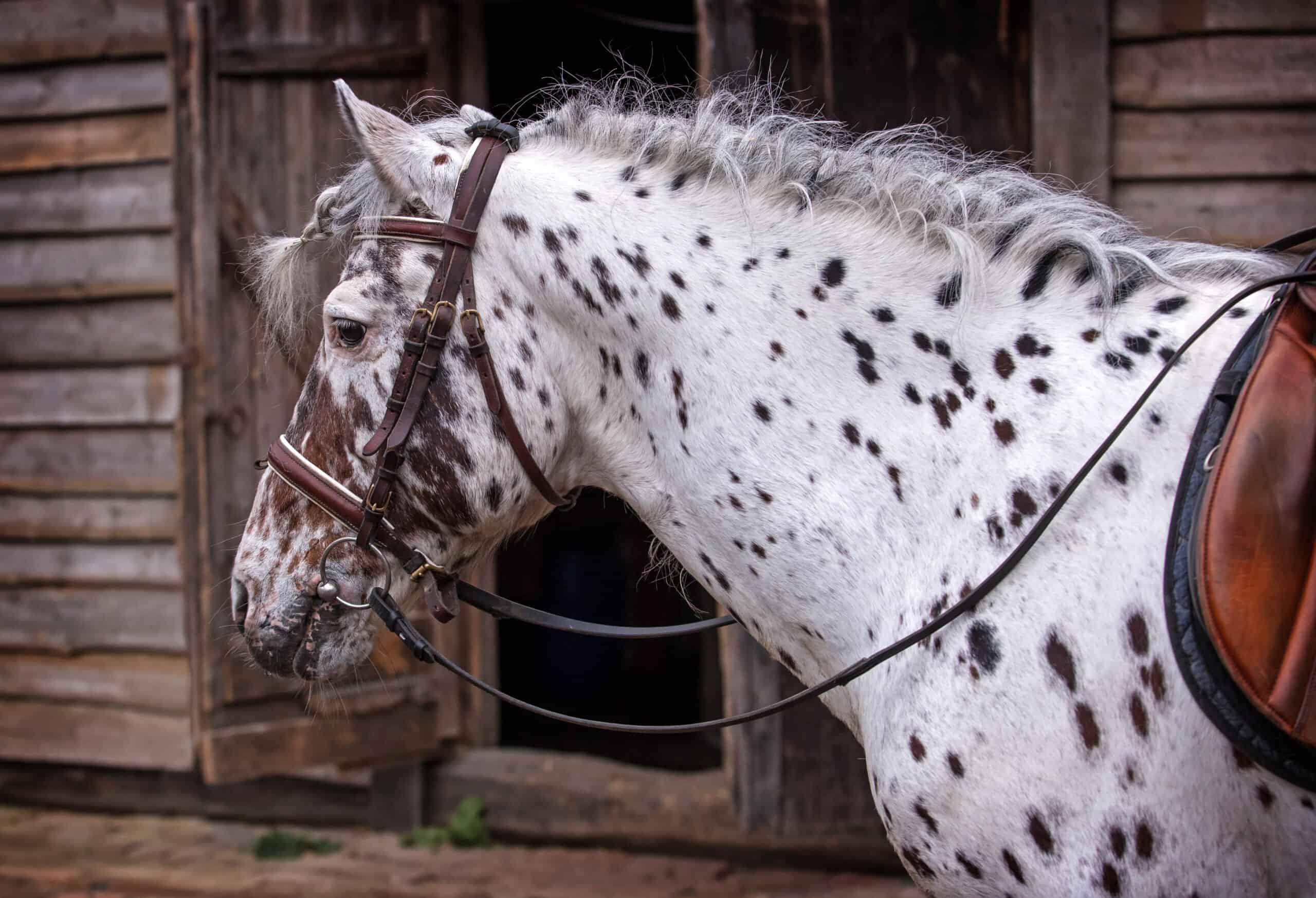 rare horse coat 