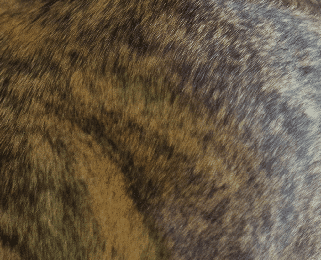 6 Rare Horse Coat Markings And Patterns