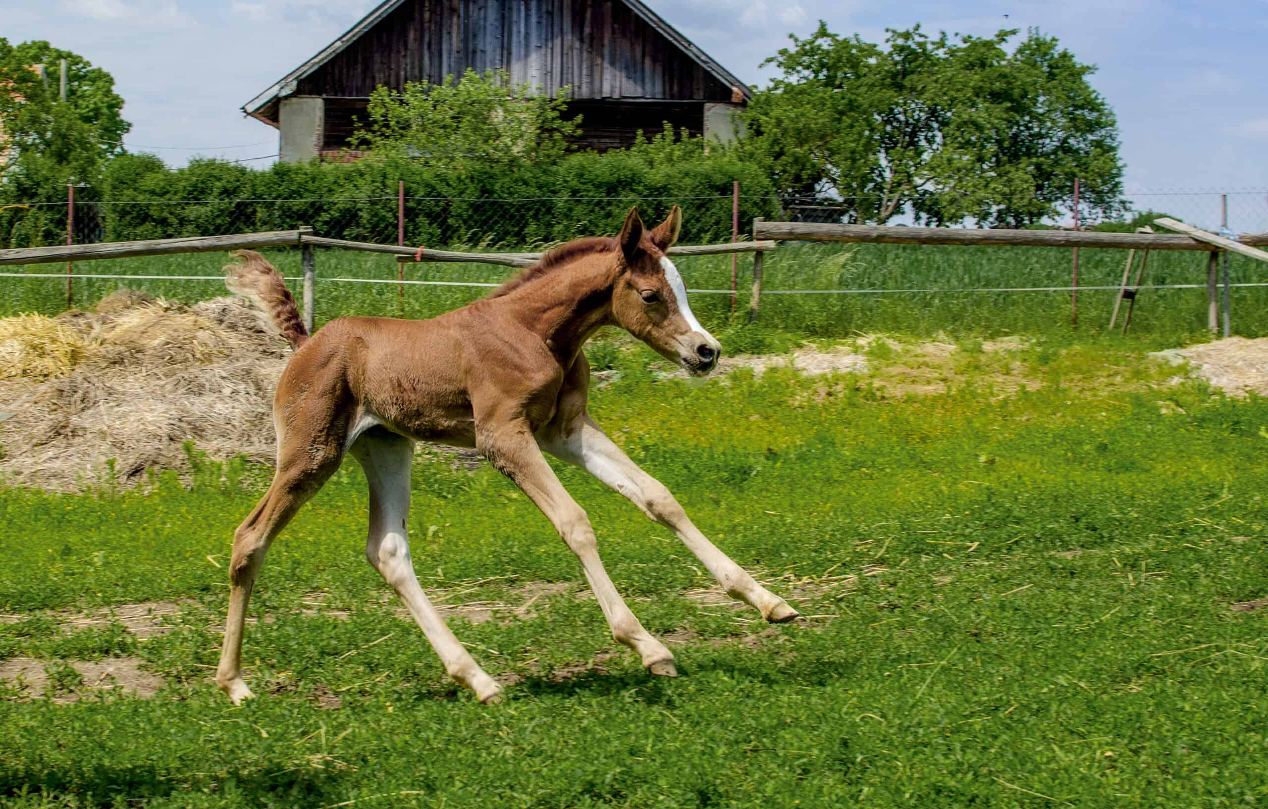 10 Facts About Foals  