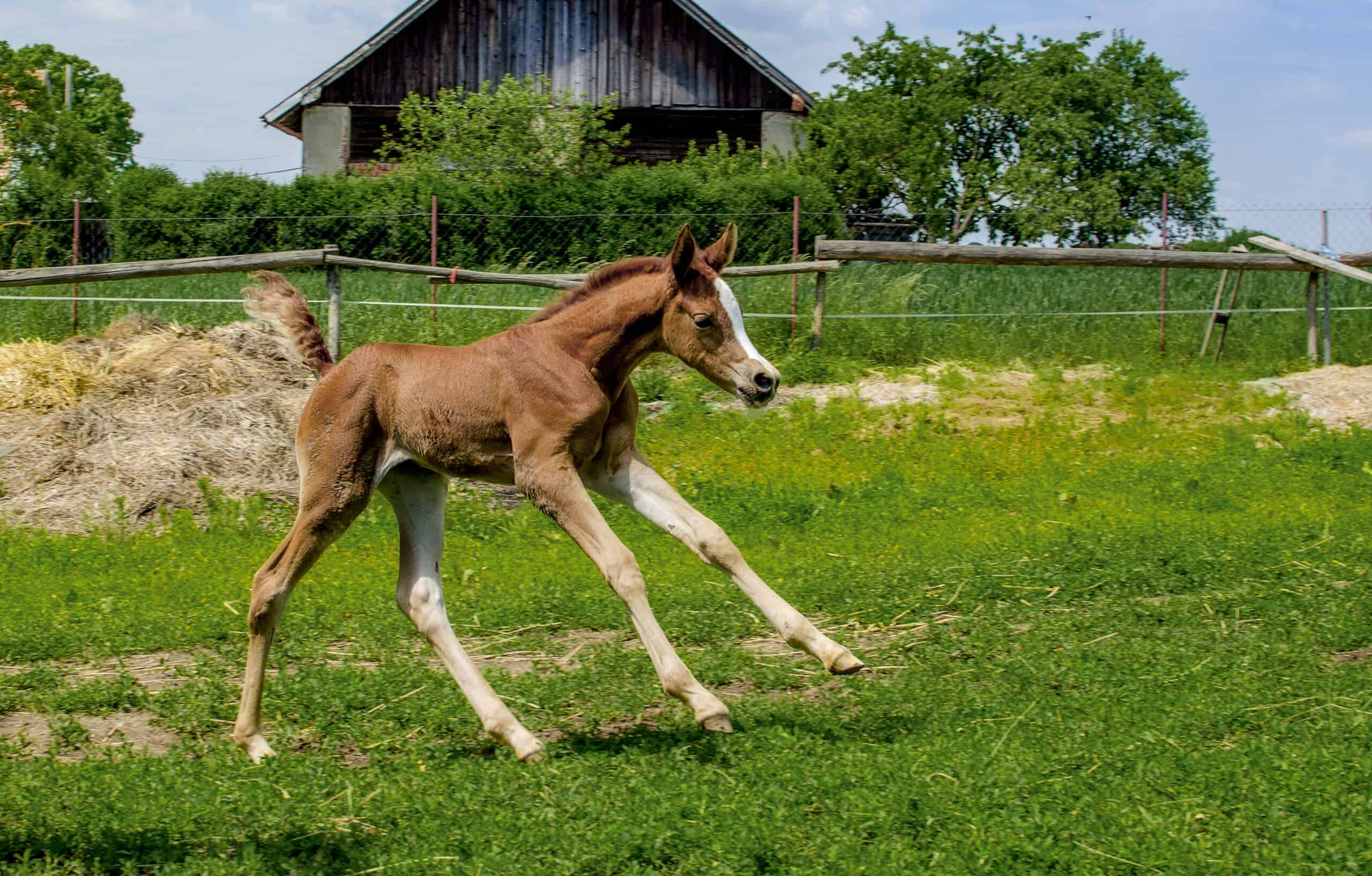 foal