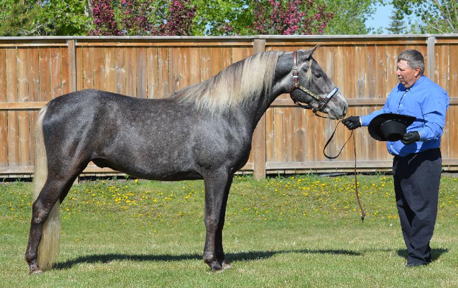 black silver dapple horse