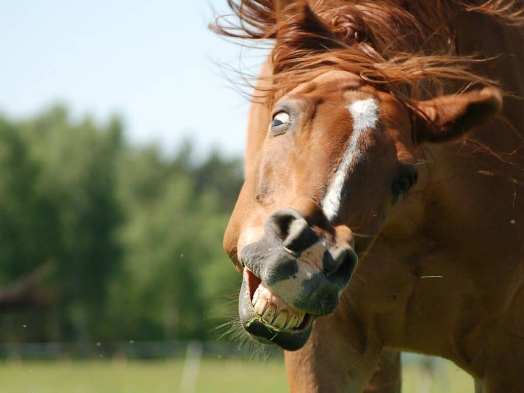 Five Funny Things That Horses Do And Why They Do Them