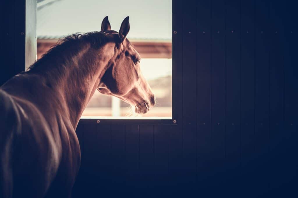 why you should play music for your horses
