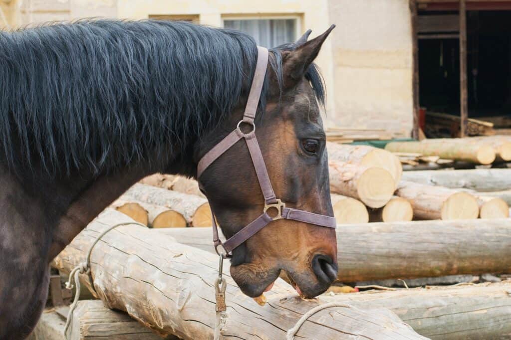 destructive horse behaviors