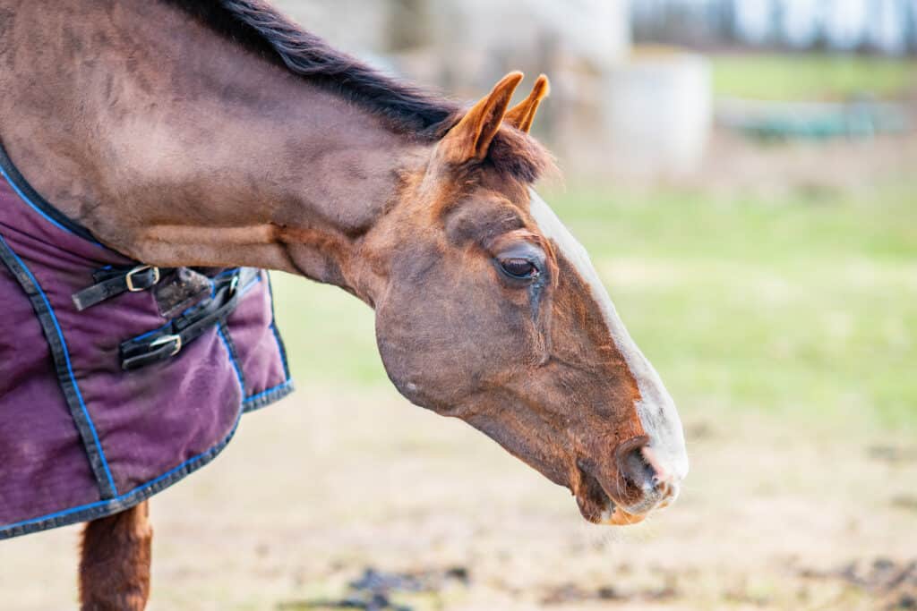 signs your horse has a fever