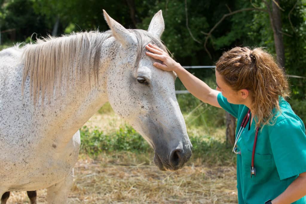 signs your horse has a fever