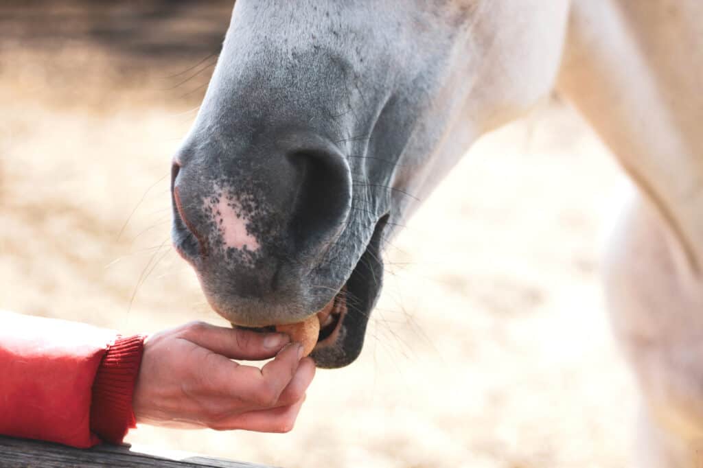 food aggression in horses