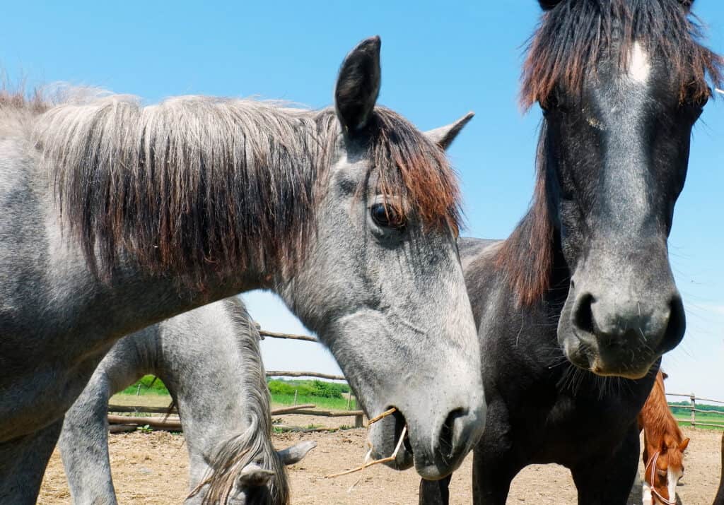 food aggression in horses