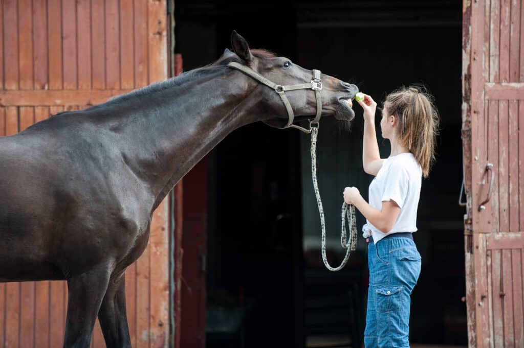 food aggression in horses