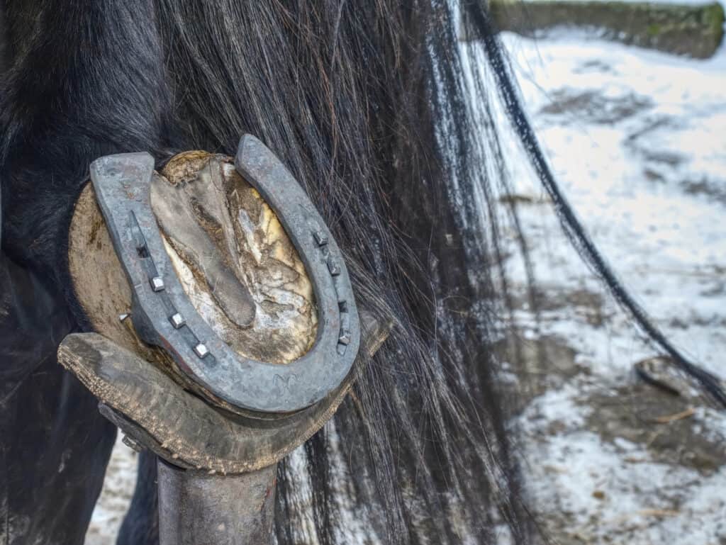 Things Everyone Should Know About Horseshoes