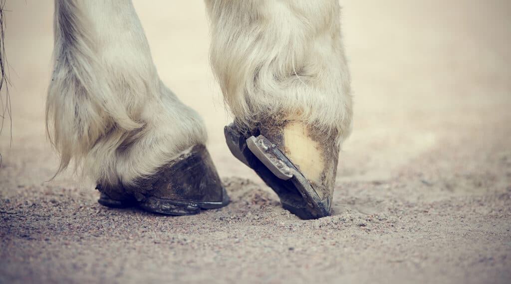 Horseshoes – 12 interesting facts you may not know