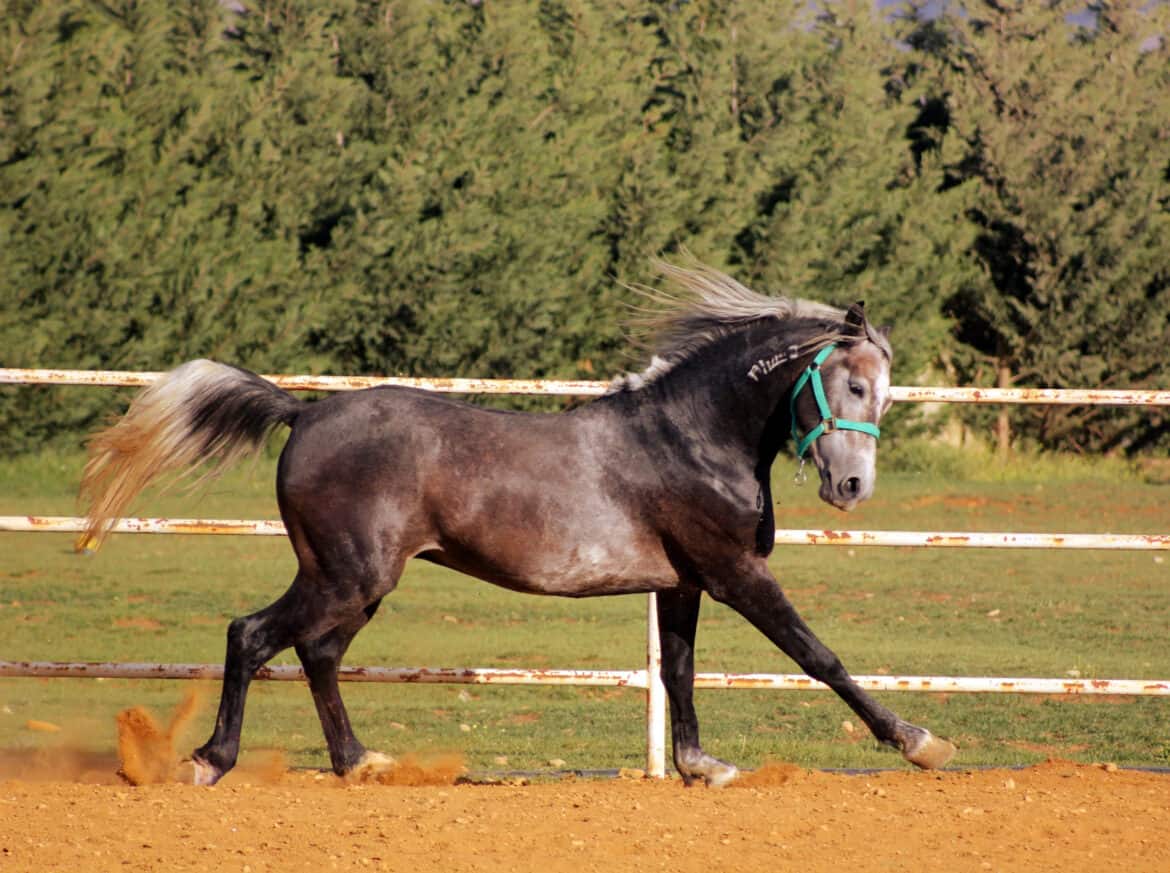 Common Horse Sounds and Their Meanings