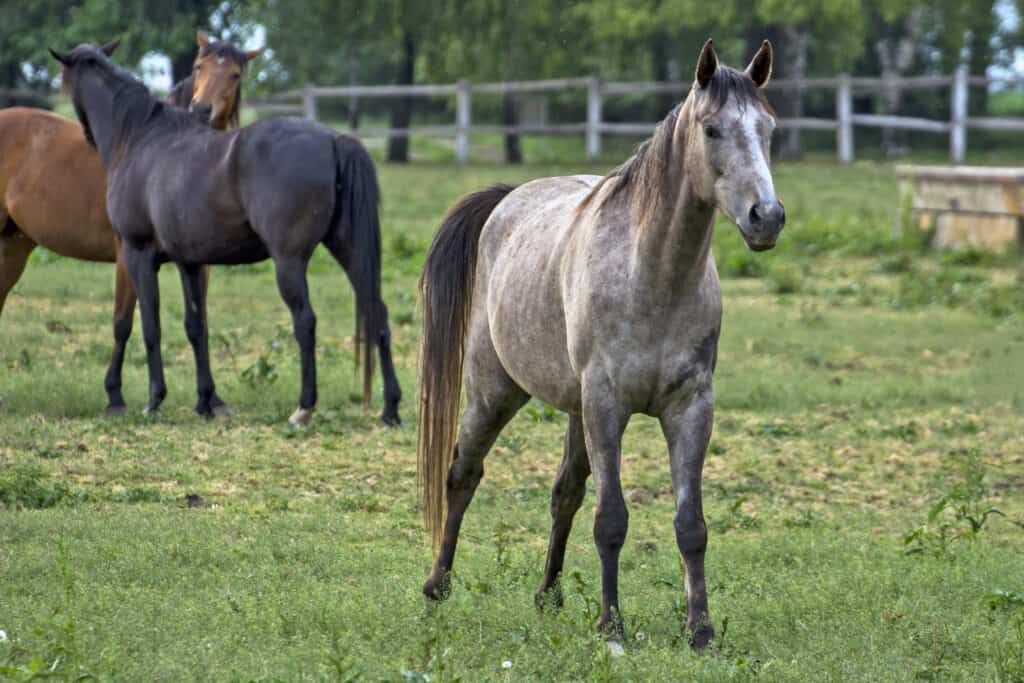 destructive horse behavior