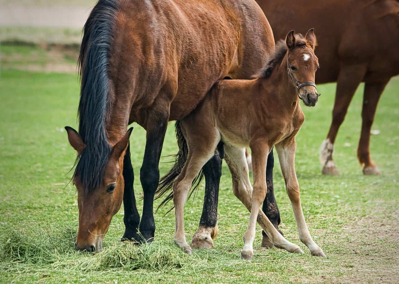 foal