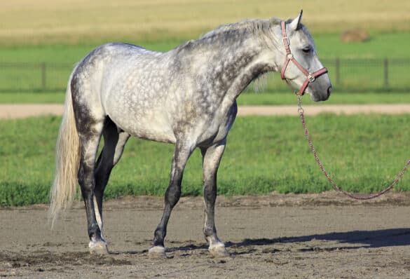 Equine 411: All About The Orlov Trotter