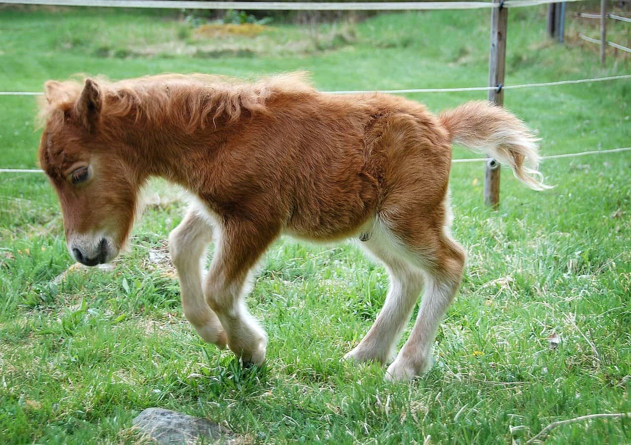 foal