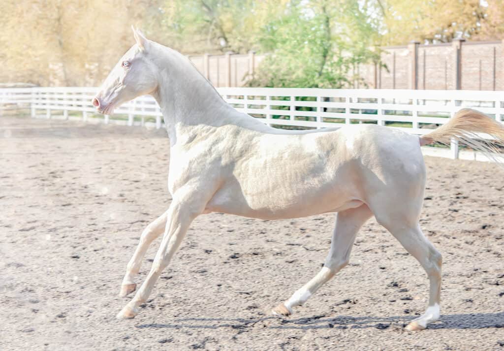 why do some horses have roached manes?