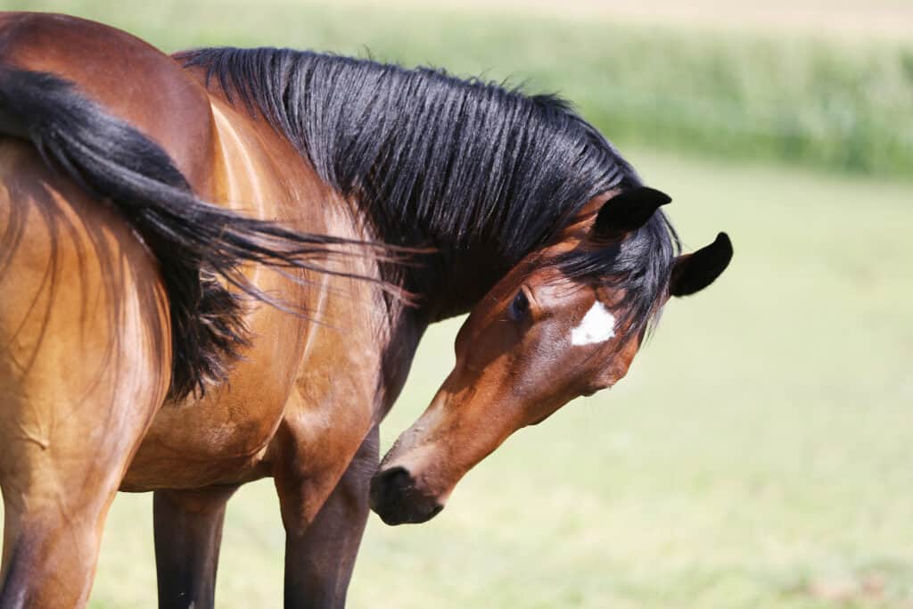 why do some horses have shaved manes?