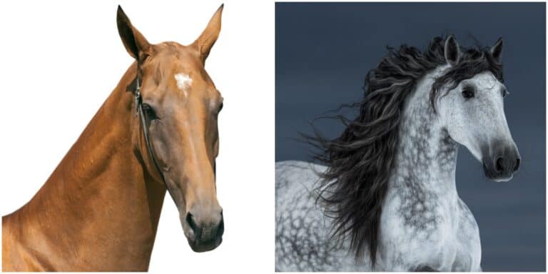 9 Breathtaking Draft Horse Breeds With Long Flowing Manes and