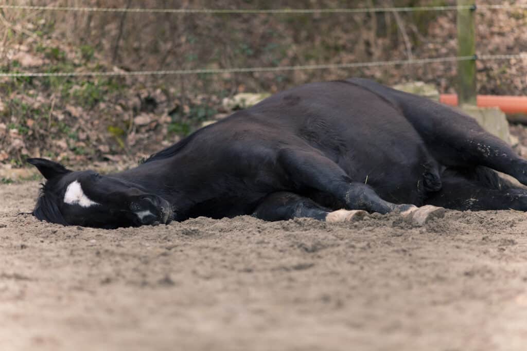 why horses lie down