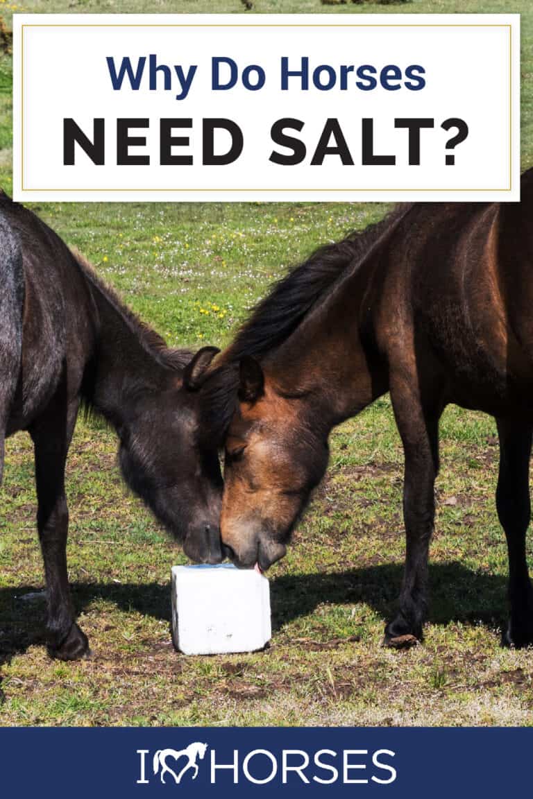 Why Do Horses Need Salt?