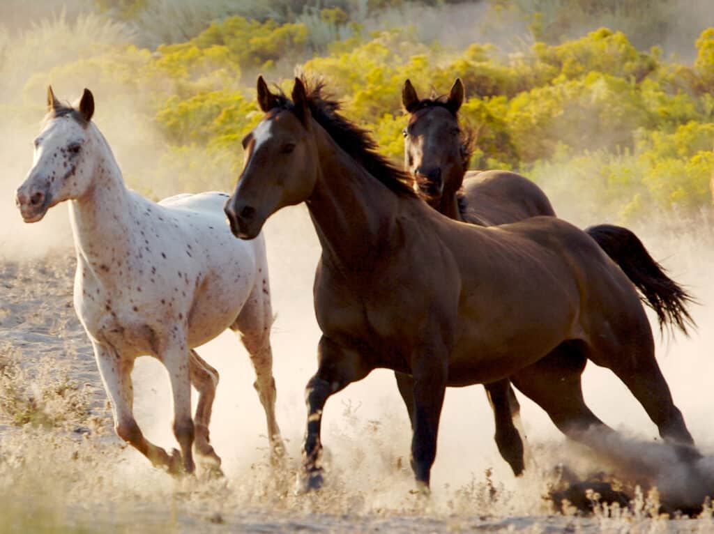 How Far Can A Horse Travel In A Day