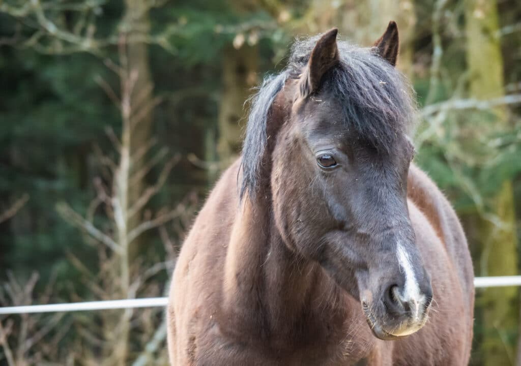 how to treat cold back in horses