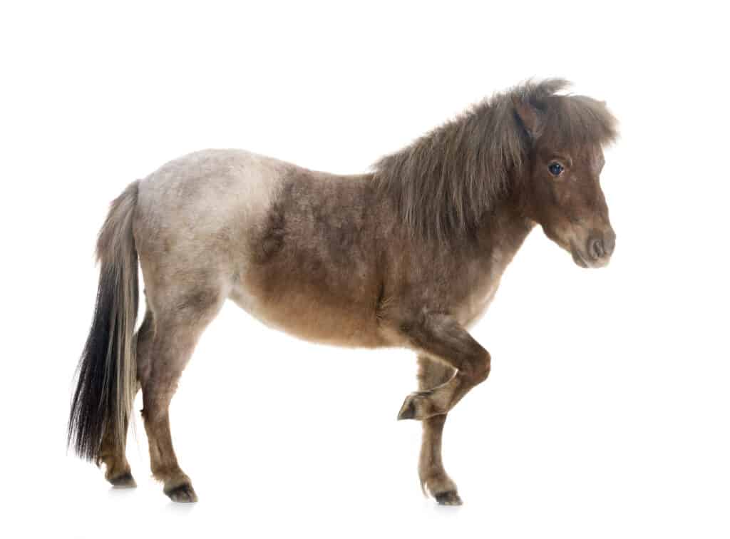 Falabella Miniature Horse