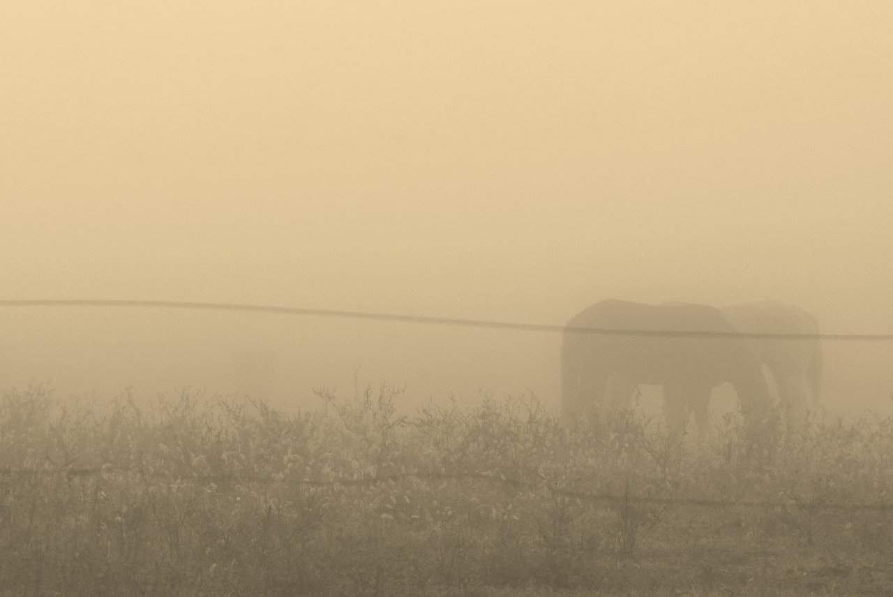 wildfire smoke