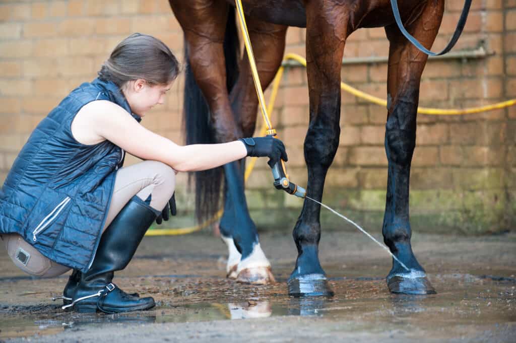 how often should I bathe my horse?