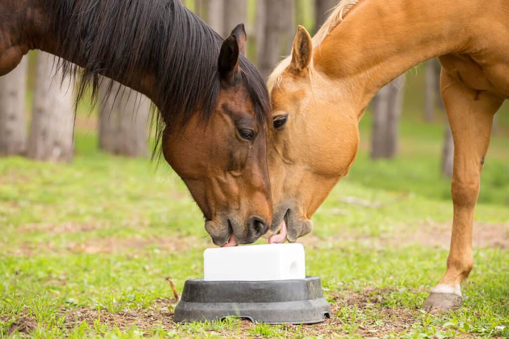 why horses need salt