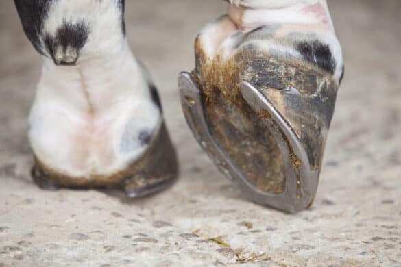 Ergots And Chestnuts On Horses: What To Know & How To Care For Them