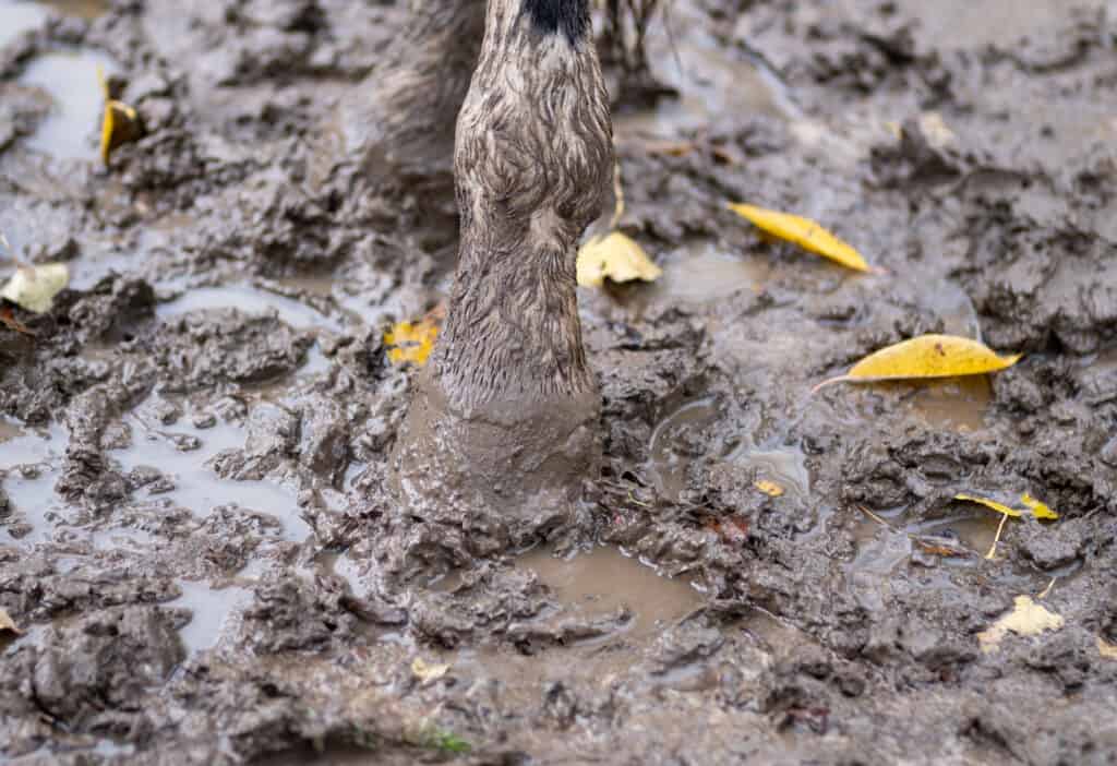 what to do if your horse gets stuck in the mud