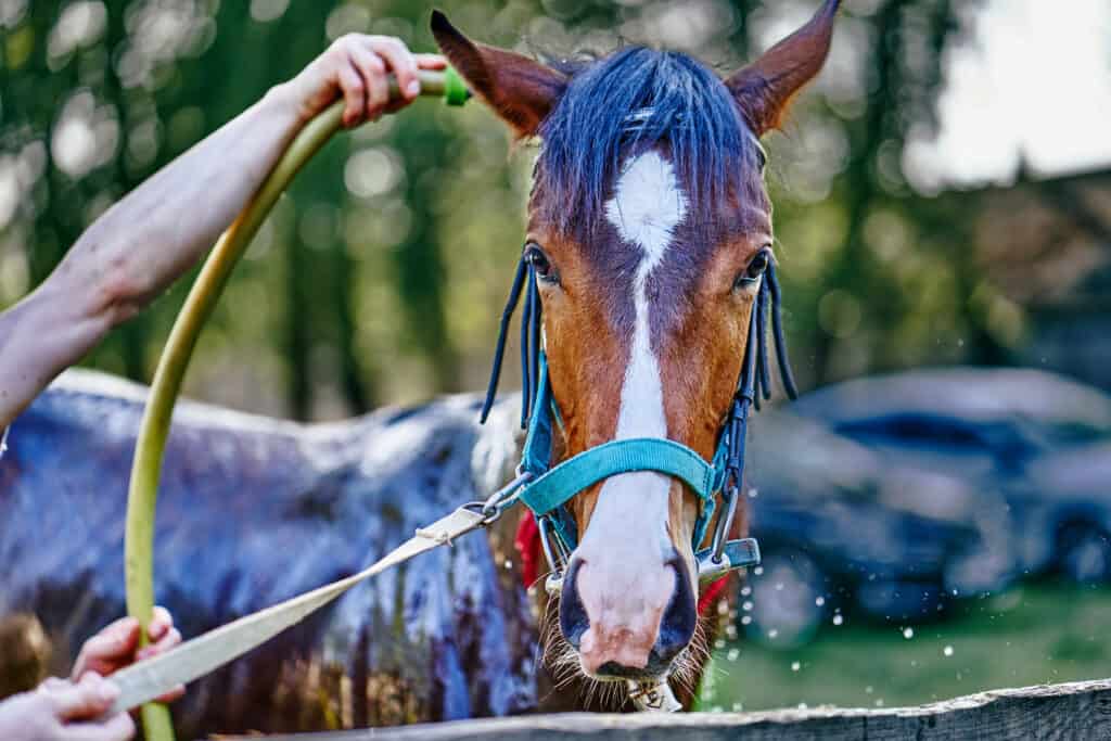 how often should I bathe my horse