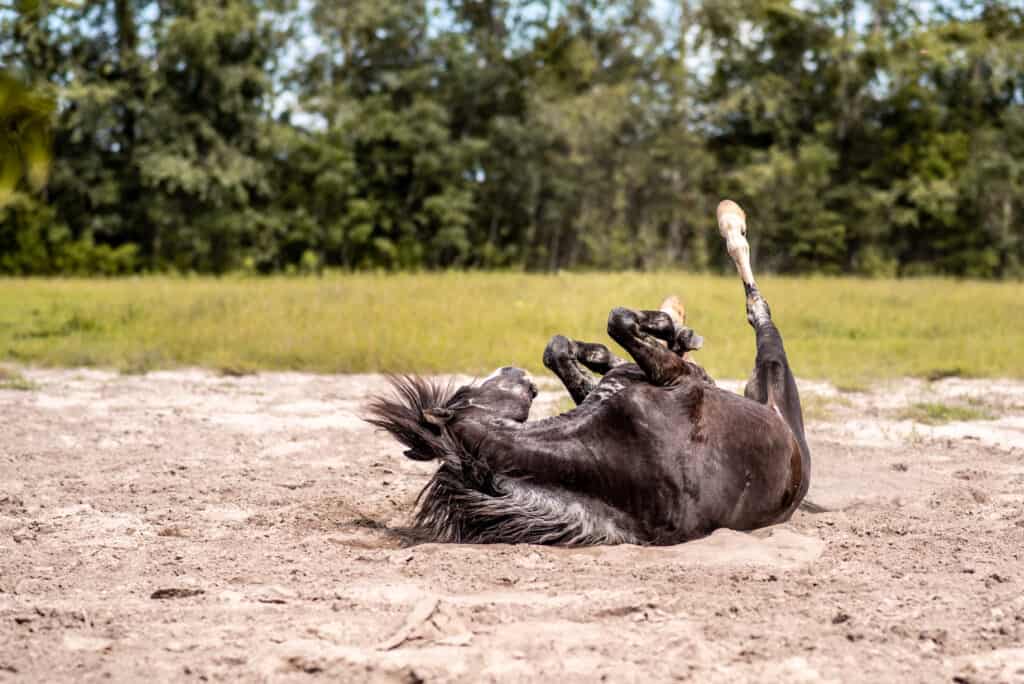 why do horses roll on their backs?