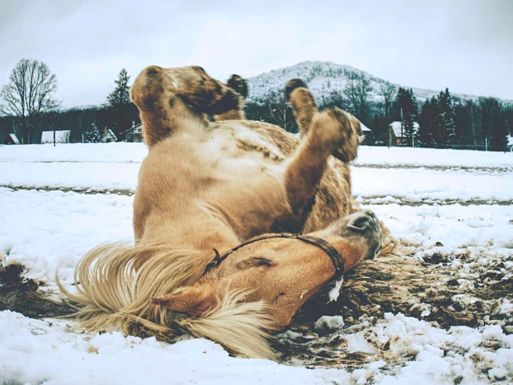 why do horses roll on their backs?