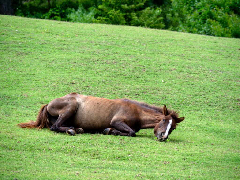 why do horses roll on their backs?