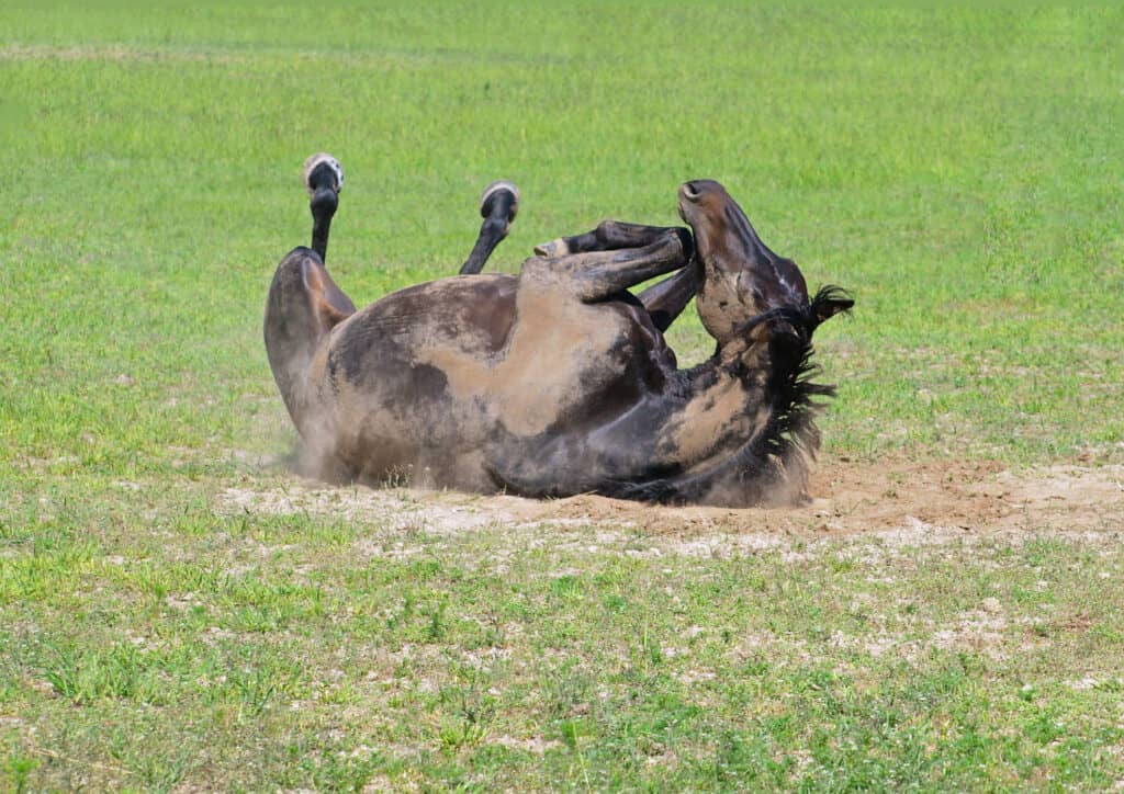 why do horses love to roll