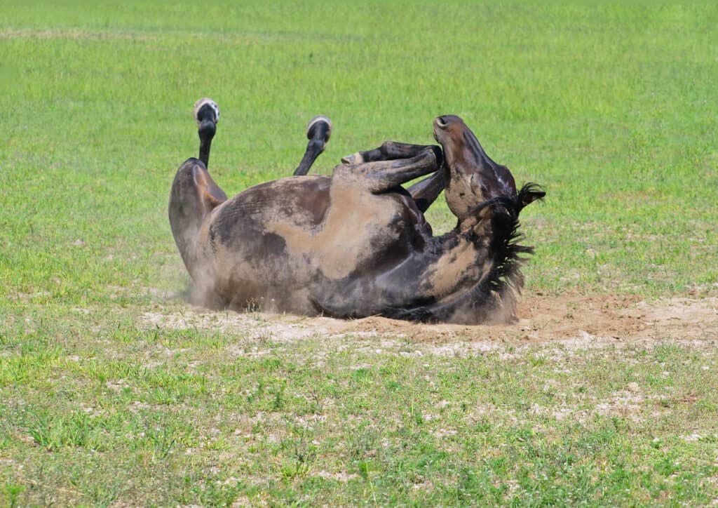 Why Do Horses Roll On The Ground?