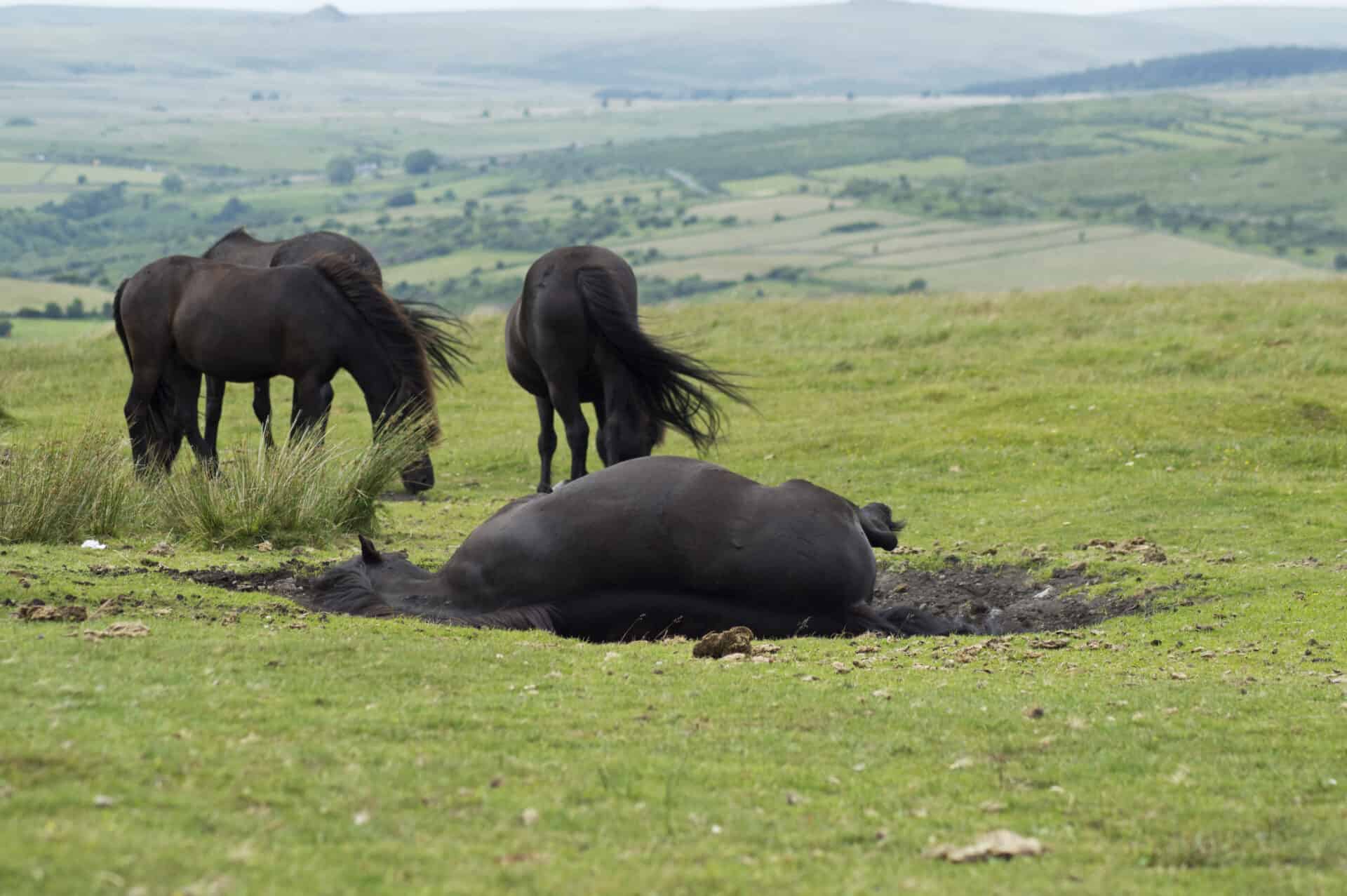 Why Do Horses Roll On The Ground?