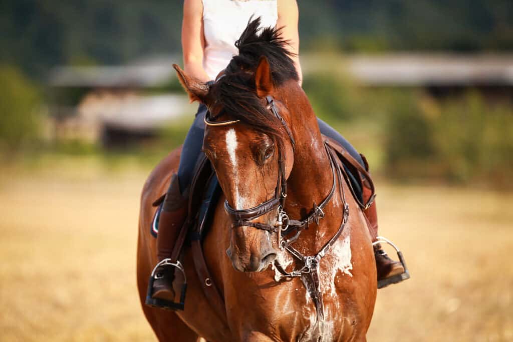 horse sweating