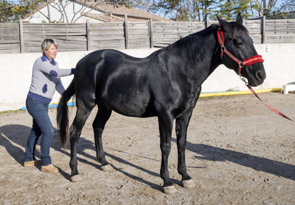 cold back in horses