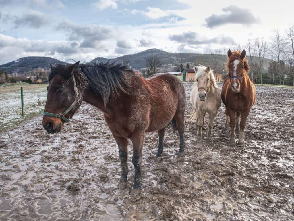 horse stuck in mud