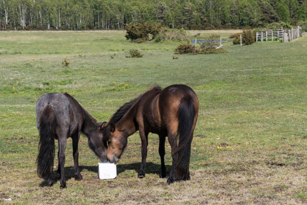 why horses need salt