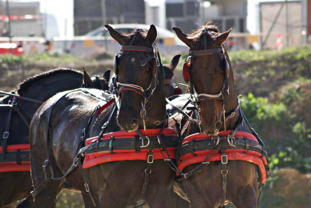 horses sweating