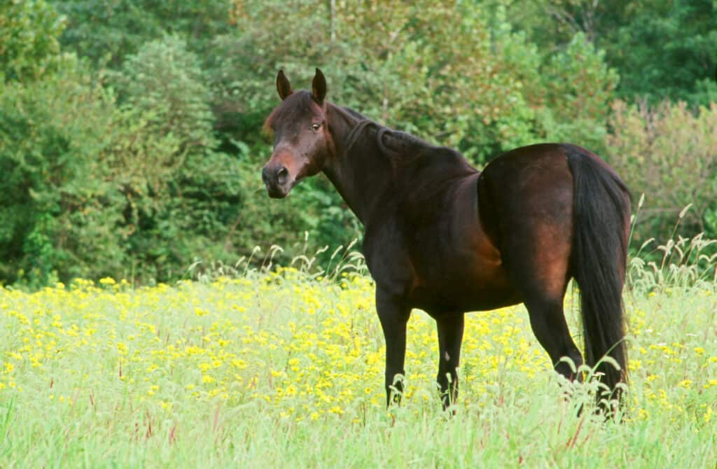 best breeds for smaller riders