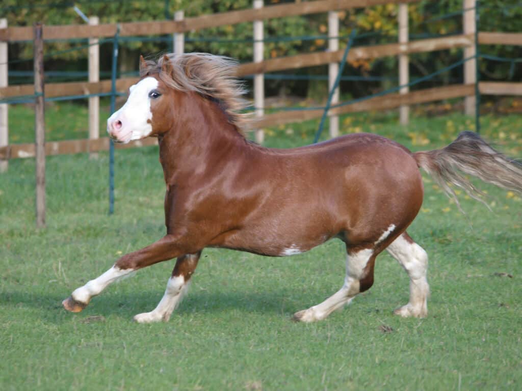 15 Best Horse Breed for Heavy Riders (Over 300lbs) - Saddles Now