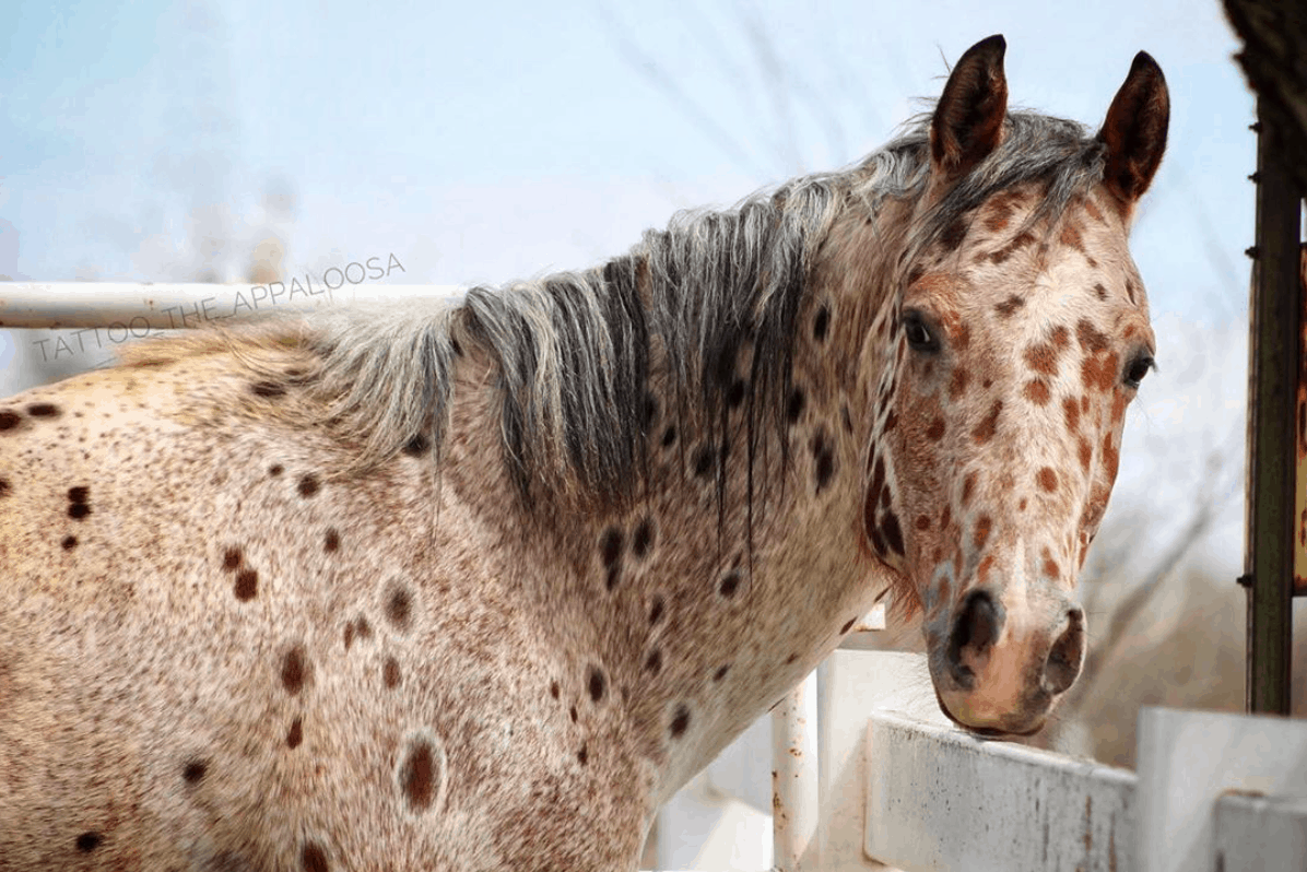 Tattoo the Appaloosa