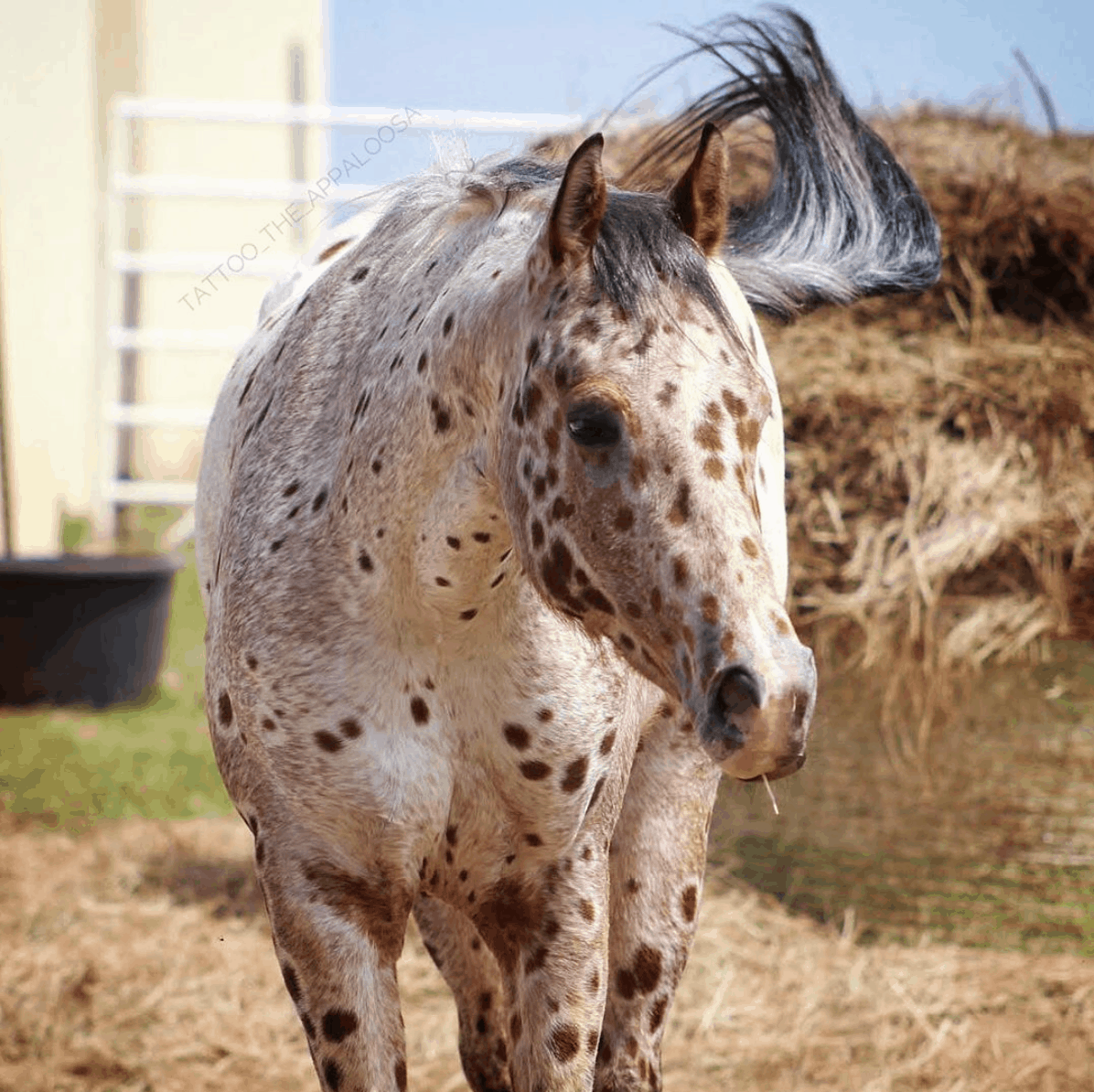 Tattoo the Appaloosa